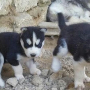 xacqi balalari iki gozude goydu erkek disi var itler bakidadi isdey