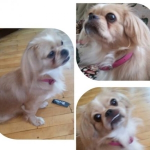 Cins:Pekines, 9 aylıq, qadın cinsi