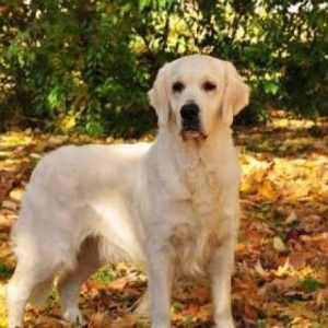 Eziz dostlar labrador golden retriver satiram 2 yasi var qurd dermanin