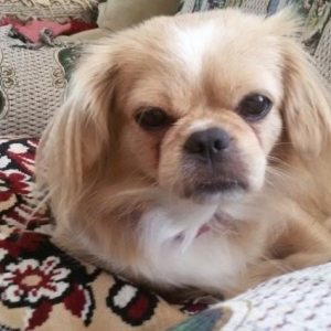 Cins:Pekines, 9 aylıq, qadın cinsi