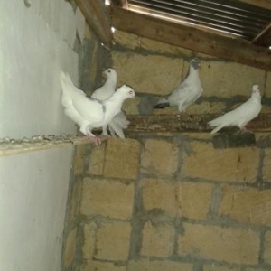 holand vistovichniy pochtovar