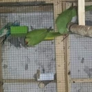 dishi   ojerelovuy  popugay