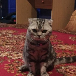 Продается шотландский кот вислоухий с хорошей родословной