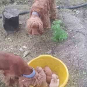 koker spaniel