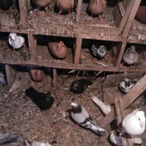 əbrəşlər.çilbaşlar.poqonnular.sarılar.