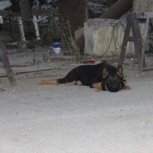 nemka afcarka temiz iynelri vurlub qurd dermani verlib 7ayliqdi diwidi