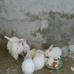 4 dovşan balası satılır.