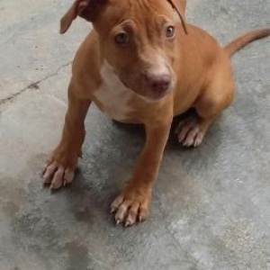 rednose pitbul