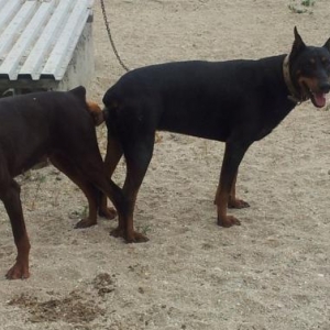 DOBERMAN balalari