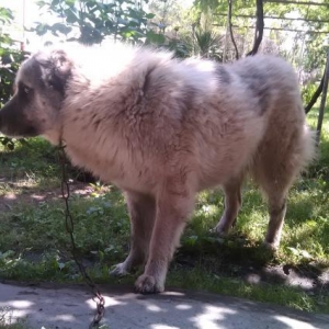 Qafqaz çoban iti