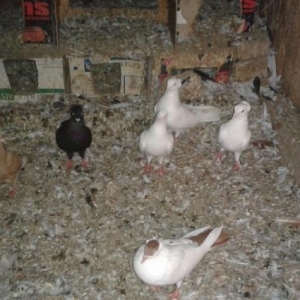 1 sari kekilli maya bala14 tuk.2 ag kekilli erkey.1 ag erkey.1 qara ke