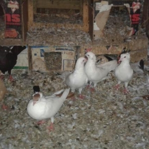 1 sari kekilli maya bala14 tuk.2 ag kekilli erkey.1 ag erkey.1 qara ke