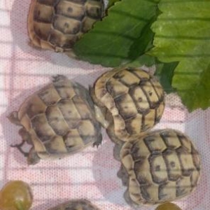 Маленькие сухопутные черепахи