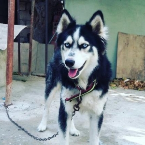 Husky 1yaşdı iynələri vurulub köçməknən əlaqədər satır dəqiq fikri ola