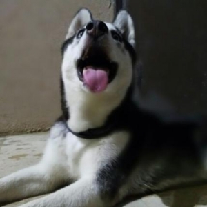 Temiz Sibir Xaski.Baki iti deyil.1 ayliginda getirilib bakiya.Senedler