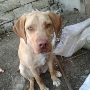 labrador satilir 1yasi teze olib