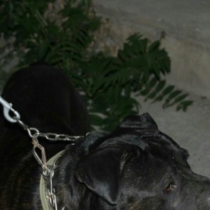 It satiram adi sezardi sortu Cane corso 1.6 ayliqdi