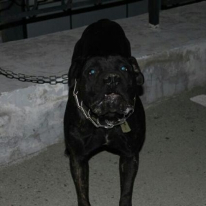 It satiram adi sezardi sortu Cane corso 1.6 ayliqdi