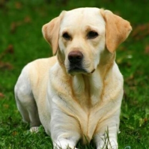 labrador satiram disidi 1yasi var