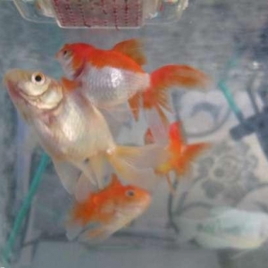 Oranda baliqi