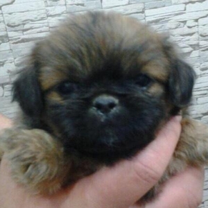 Pekines satilir