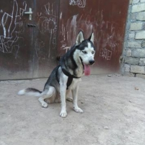 temiz natura erkek husky .dişi husky kimde varsa 