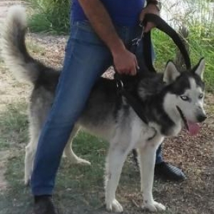 temiz natura erkek husky .dişi husky kimde varsa cute vurdura biler