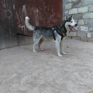 temiz natura erkek husky .dişi husky kimde varsa cute vurdura biler