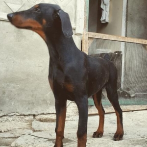 Doberman