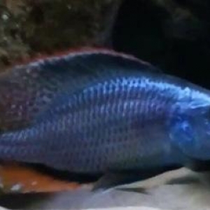 "Dimidiochromis Compressiceps" baliğı