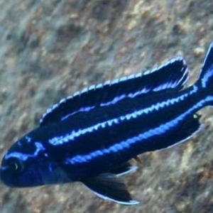 "Melanochromis Maingano" balığı.