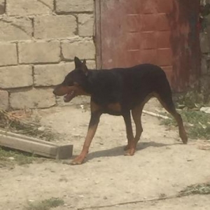 Doberman balalari