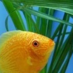 "Severum Amazonka" balığı