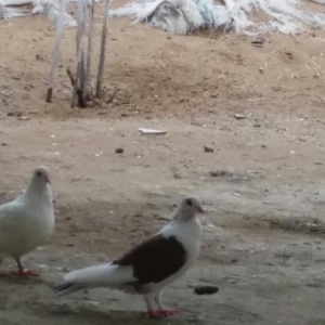 dişi quşdu ayağı cıxıb və yerinə saliblar duzgün sala bilməyiblər aya