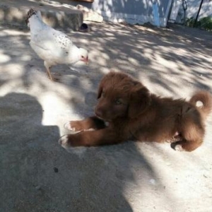 Labrador Teriver ay yarimlig iyne dermanlari olunub. Razilasma yolu il