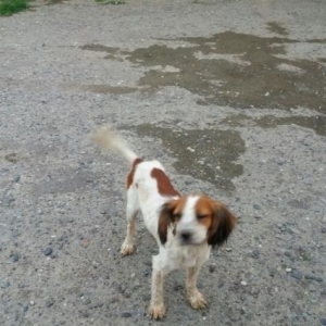 Rus spanielsortu Hush  iti 1.2 yadh yaxshi  axtari