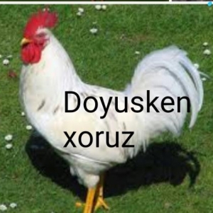 xoruz satilir.doyusken xoruzdu.tam saqlamdi.sadece usaqlari qorxutduqu