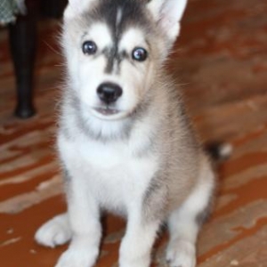 Xaski(Husky) satilir