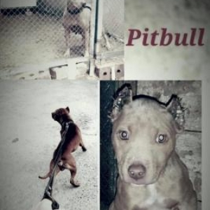 Salam pitbull satılır veyaxuda barter olunur temiz qandır 8 aylıqdı 2