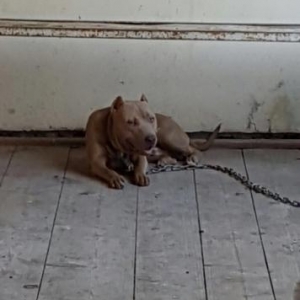 Salam pitbull satılır veyaxuda barter olunur temiz qandır 8 aylıqdı 2