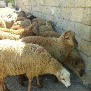 Qurbanliq Halal Emlik Berde Quzulari