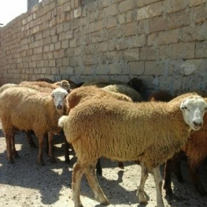 Qurbanliq Halal Emlik Berde Quzulari