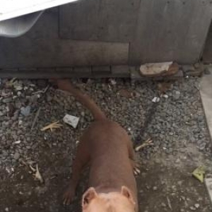 Salam tecili pitbull satılır  manata 8 aylıqdı