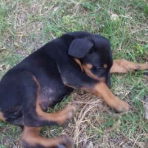 Temiz doberman balası. 1 dene dişi qalıb. 2 ay 