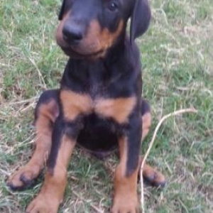 Temiz doberman balası. 1 dene dişi qalıb. 2 ay 10 günlükdür.