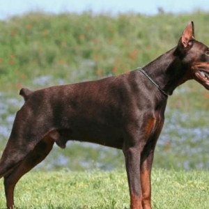 Temiz qan doberman