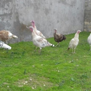 Salam.Her Növde qazlar Var İsdediyiniz Qazı Gelib Baxıb Seçe bilersiz