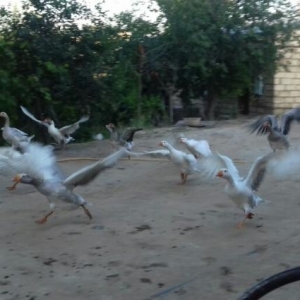 Salam.Her Növde qazlar Var İsdediyiniz Qazı Gelib Baxıb Seçe bilersiz