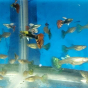 yumru akvarium dawlar ot hediyye bawqa akvariumlarda var baliqlarda va