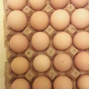 Brama toyuqlarının yumurtası 1.50 qepik  mayalı bakıda